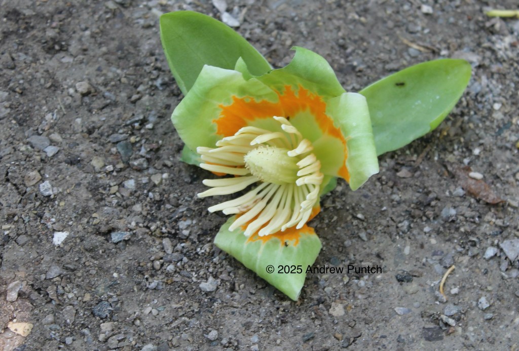 Close-up photo of a tulip tree flower laying on the ground.