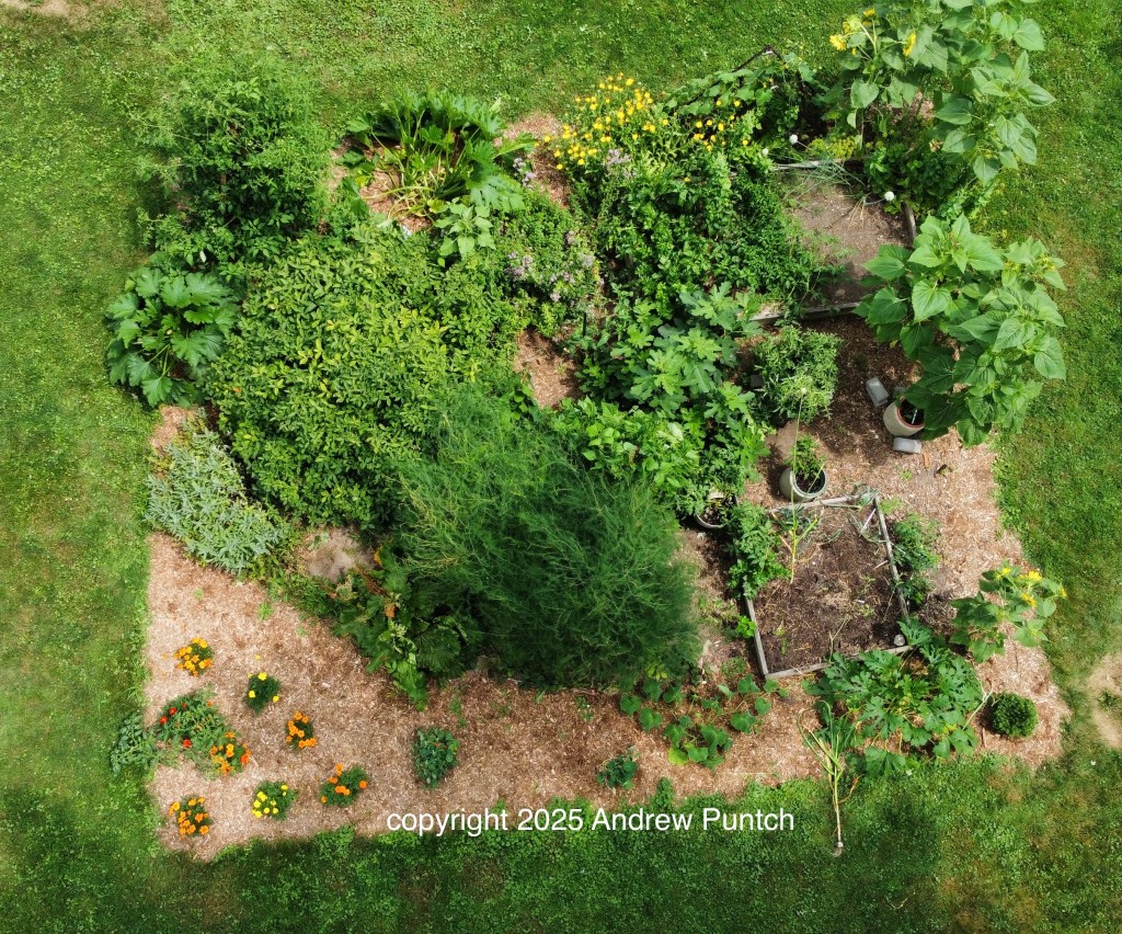 A 20 foot by 20 foot plt growing flowers and vgetables including tomatoes, asparagus, squash, peppers, sunflowers and herbs