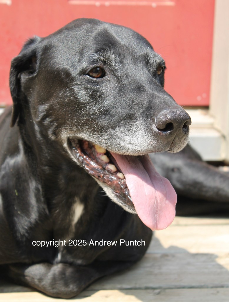 A close-up head photo of a senior black Labrador Retriever mix dog with a relaxed expression.