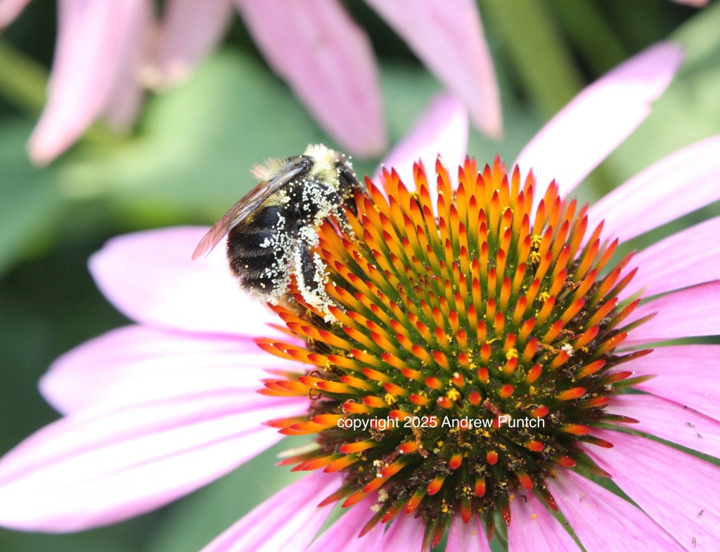 A bee, dusted with pollen, harvests more pollen from a Purple Coneflower.