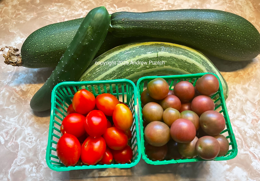A photograph of vegetables from a home garden. Pictured are a cucumber with three zucchini, a basket of Chocolate Cherry tomatoes, and a basket of Piennolo del Vesuvio tomatoes.